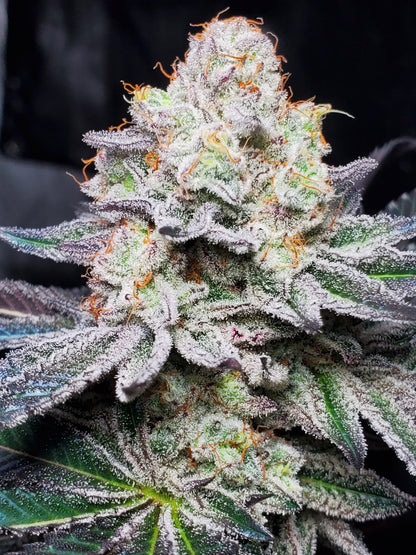 PURPLE CERTZ (FEM)