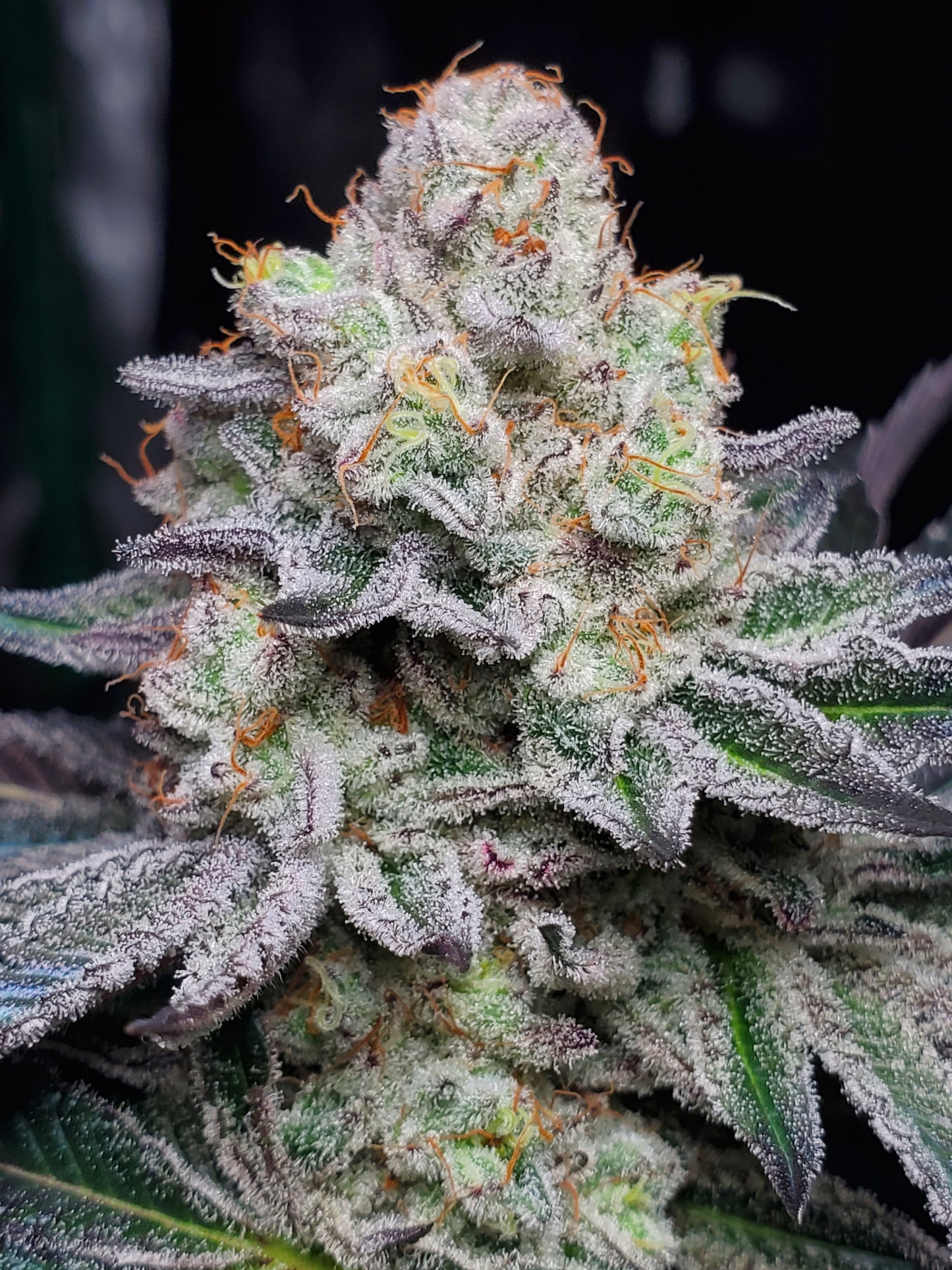 PURPLE CERTZ (FEM)