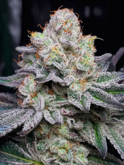 PURPLE CERTZ (FEM)