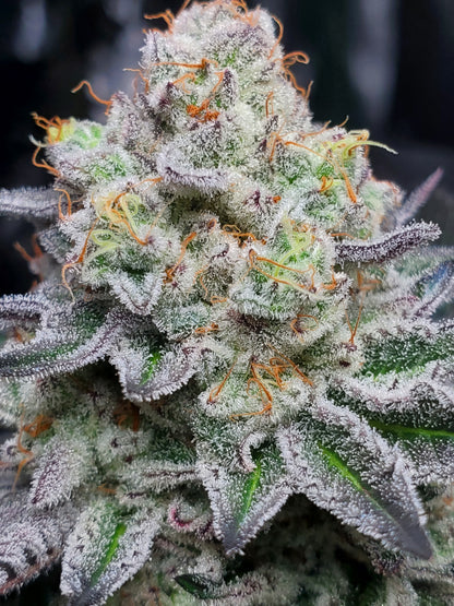 PURPLE CERTZ (FEM)