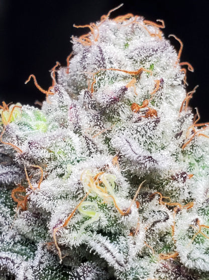 PURPLE CERTZ (FEM)