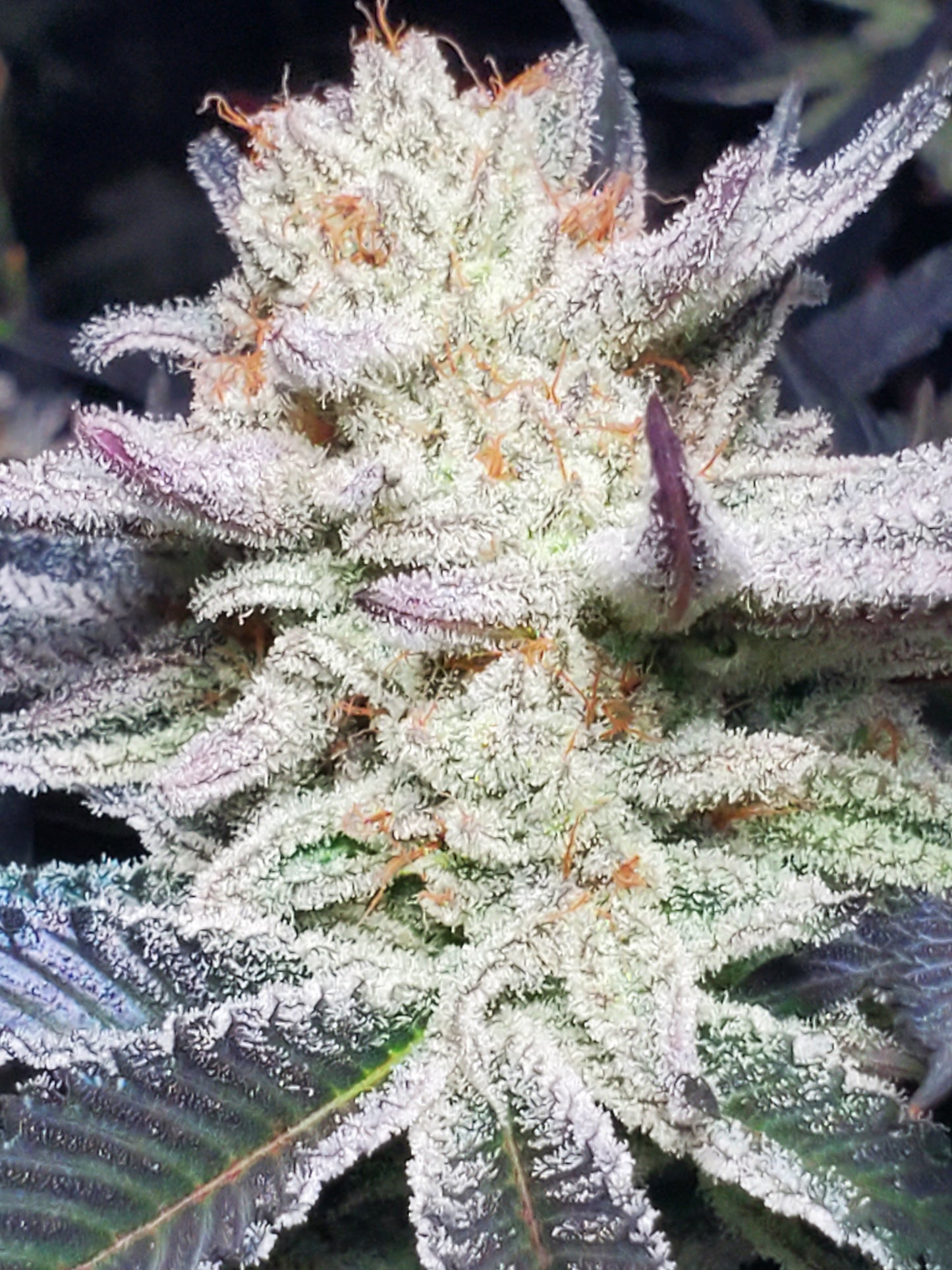 PURPLE CERTZ (FEM)