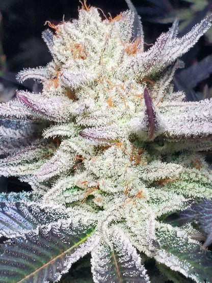 PURPLE CERTZ (FEM)