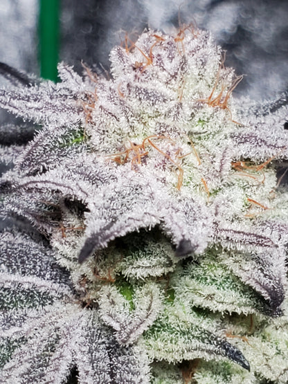 PURPLE CERTZ (FEM)