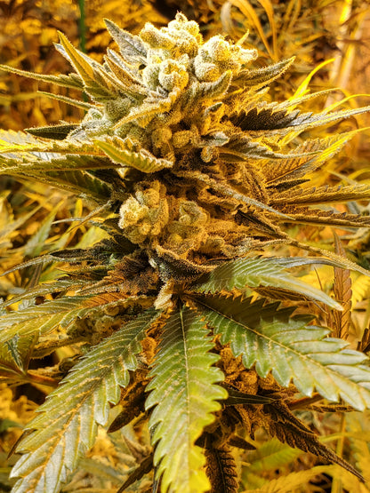 Afghani #1