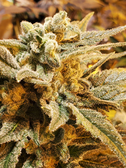 AFGHANI #1 FEMINIZED SEEDS