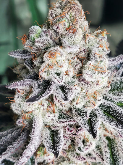PURPLE CERTZ (FEM)