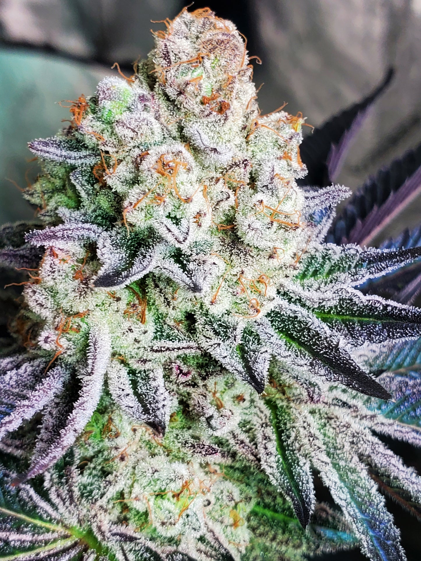 PURPLE CERTZ (FEM)