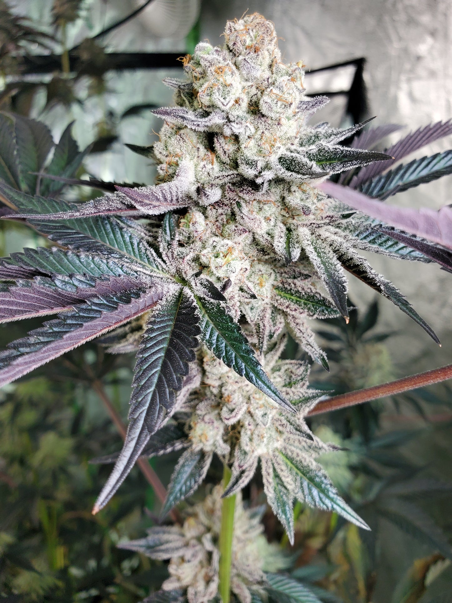 PURPLE CERTZ (FEM)