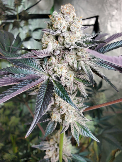 PURPLE CERTZ (FEM)