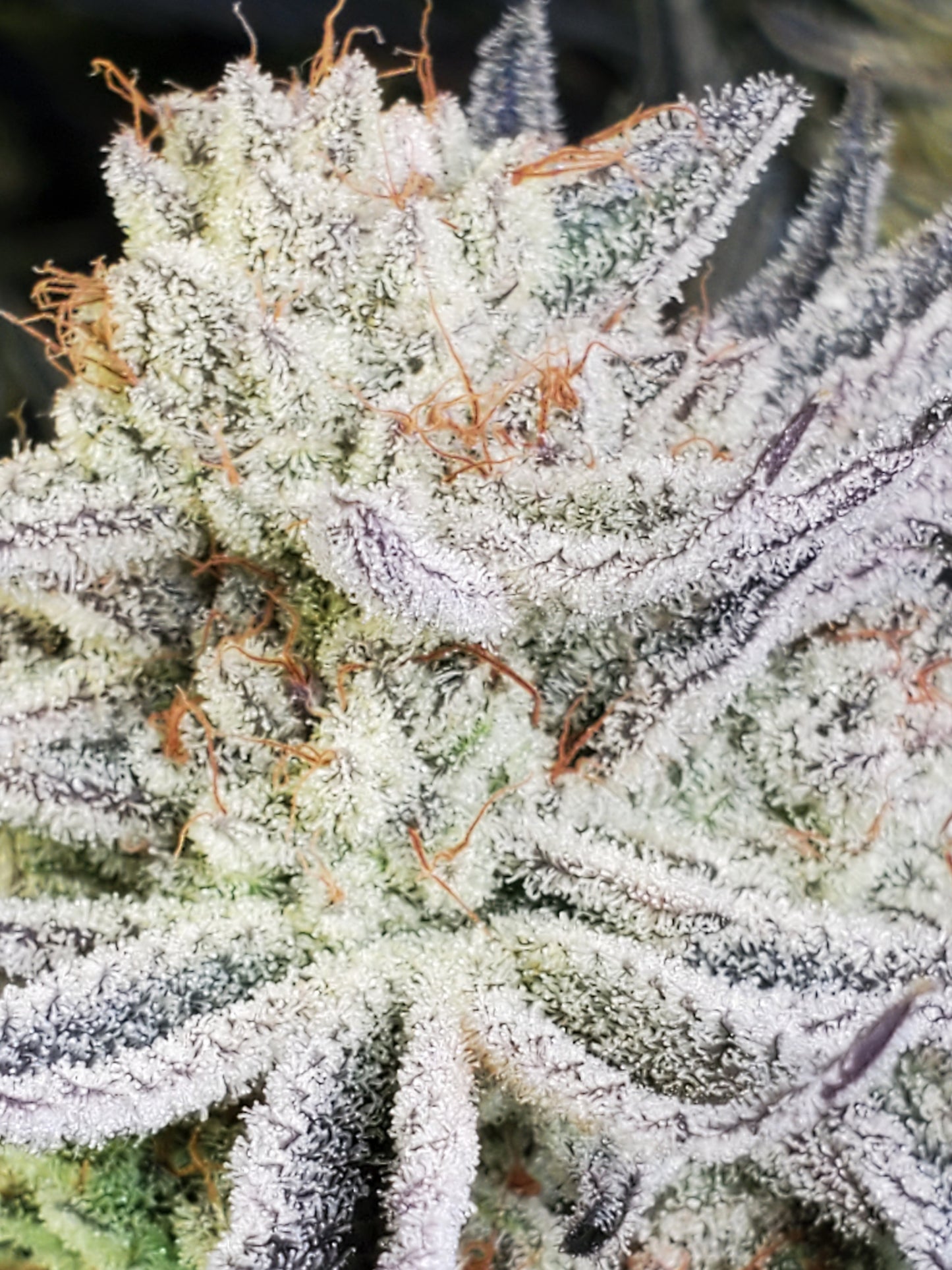 PURPLE CERTZ (FEM)