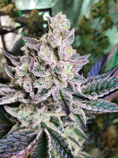 PURPLE CERTZ (FEM)