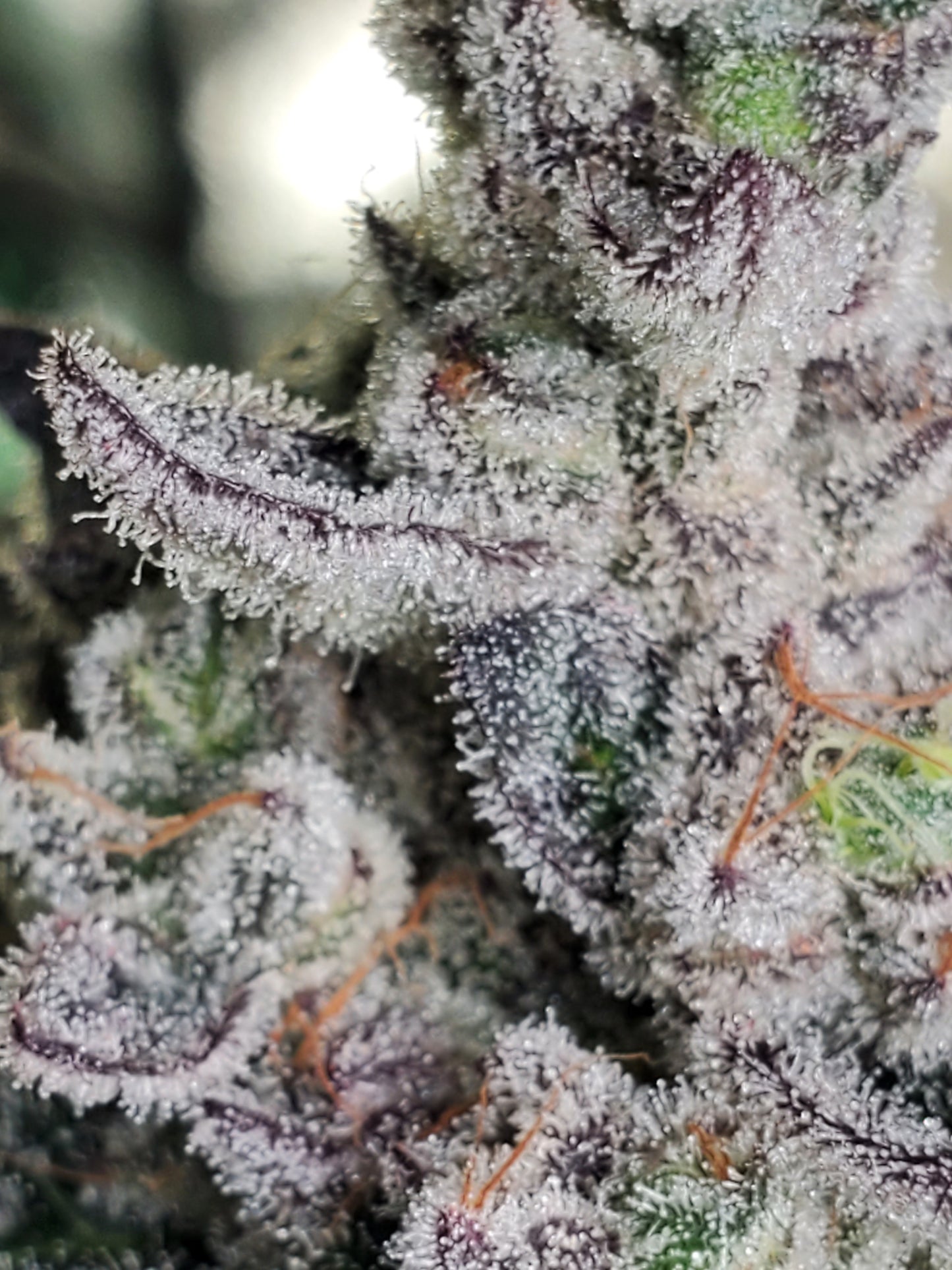 PURPLE CERTZ (FEM)