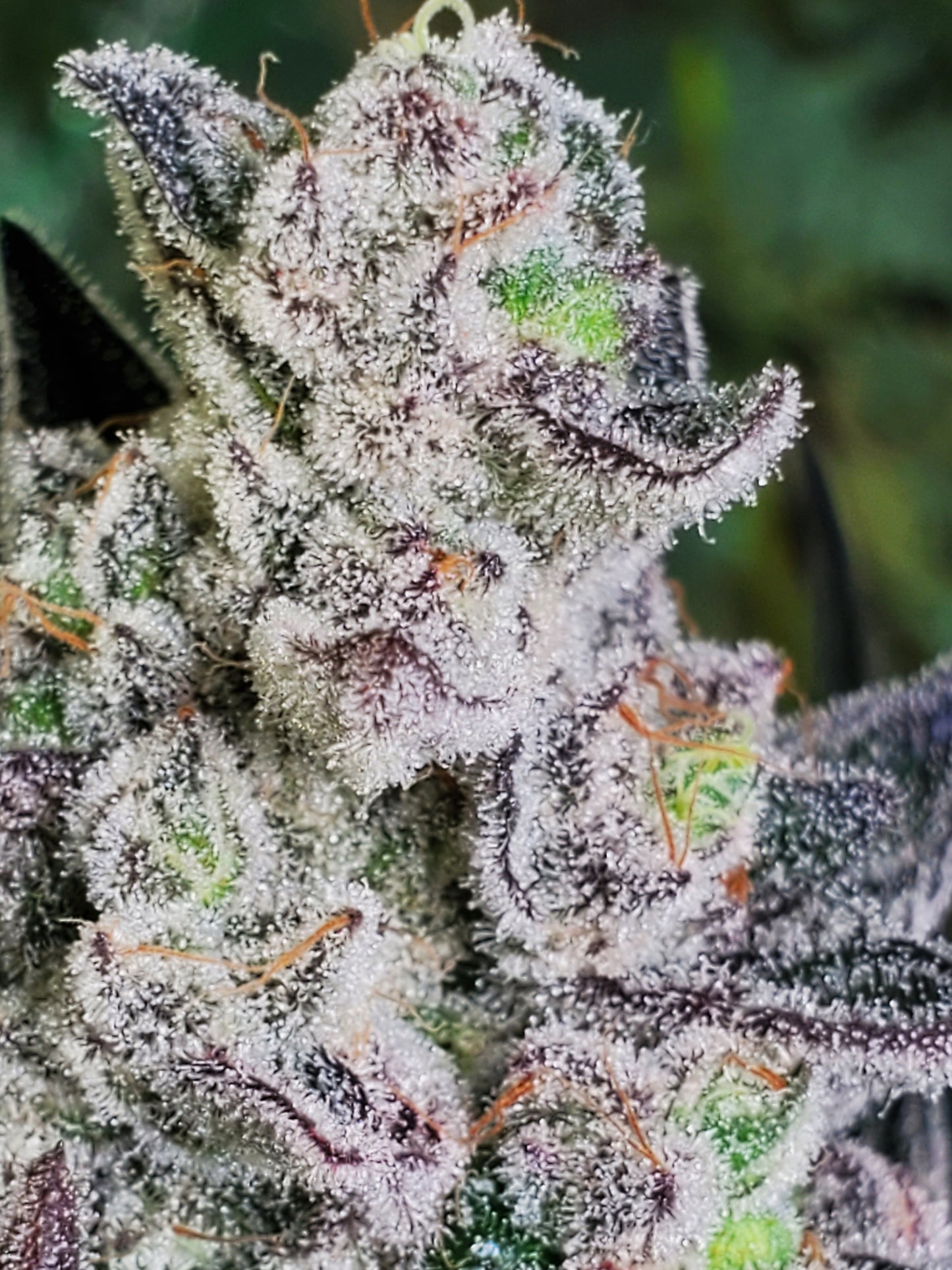 PURPLE CERTZ (FEM)
