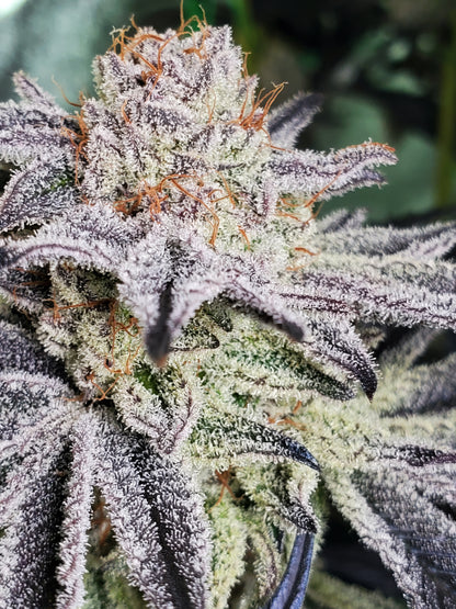 PURPLE CERTZ (FEM)