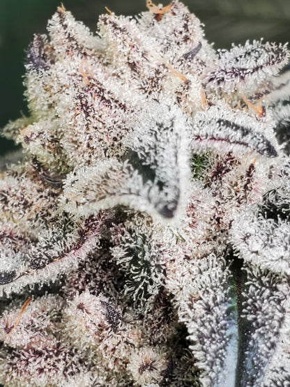 PURPLE CERTZ (FEM)