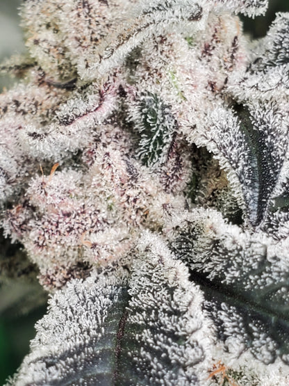 PURPLE CERTZ (FEM)