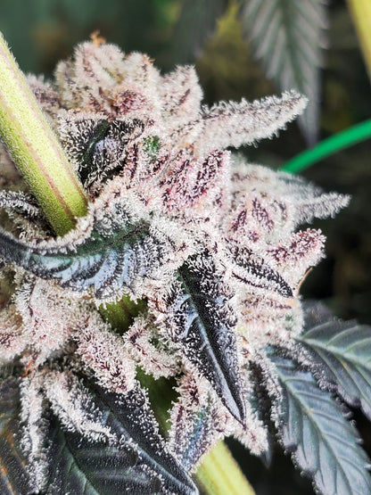 PURPLE CERTZ (FEM)