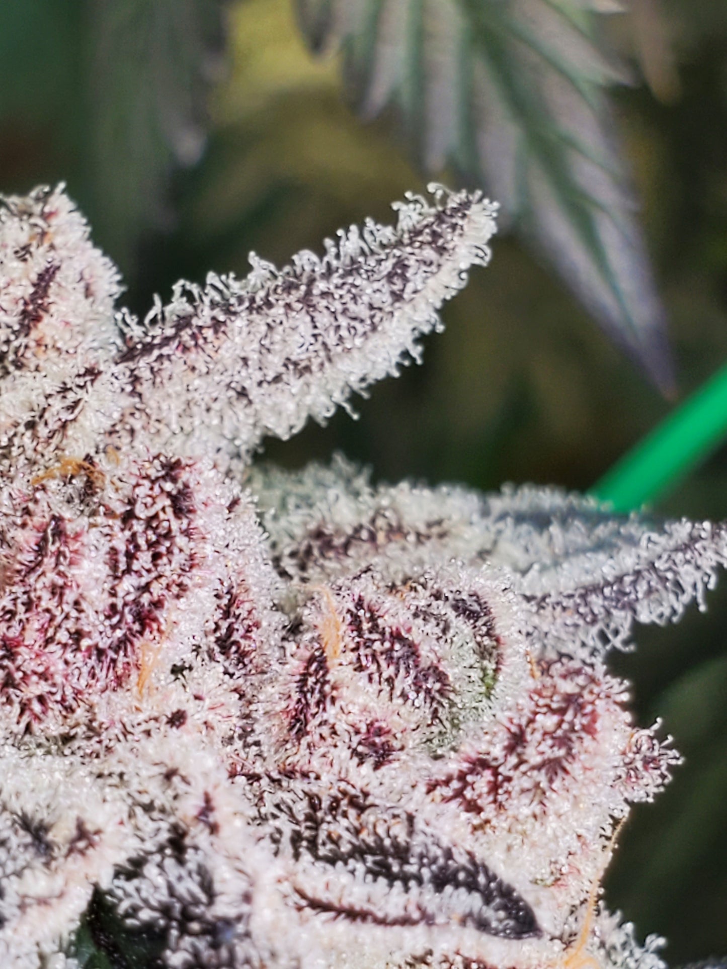 PURPLE CERTZ (FEM)