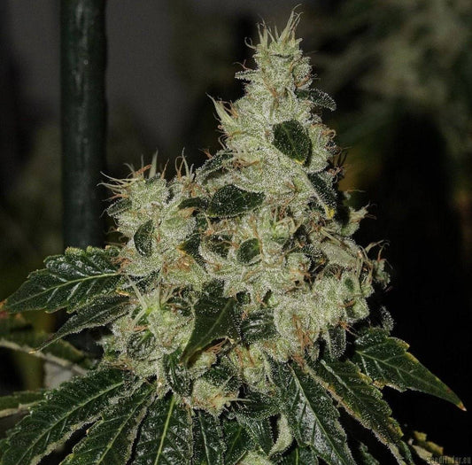 CHEM 91 by Cali Connection Strain Feminized Cannabis Seeds  The Famed Chem 91 Sk Va clone only