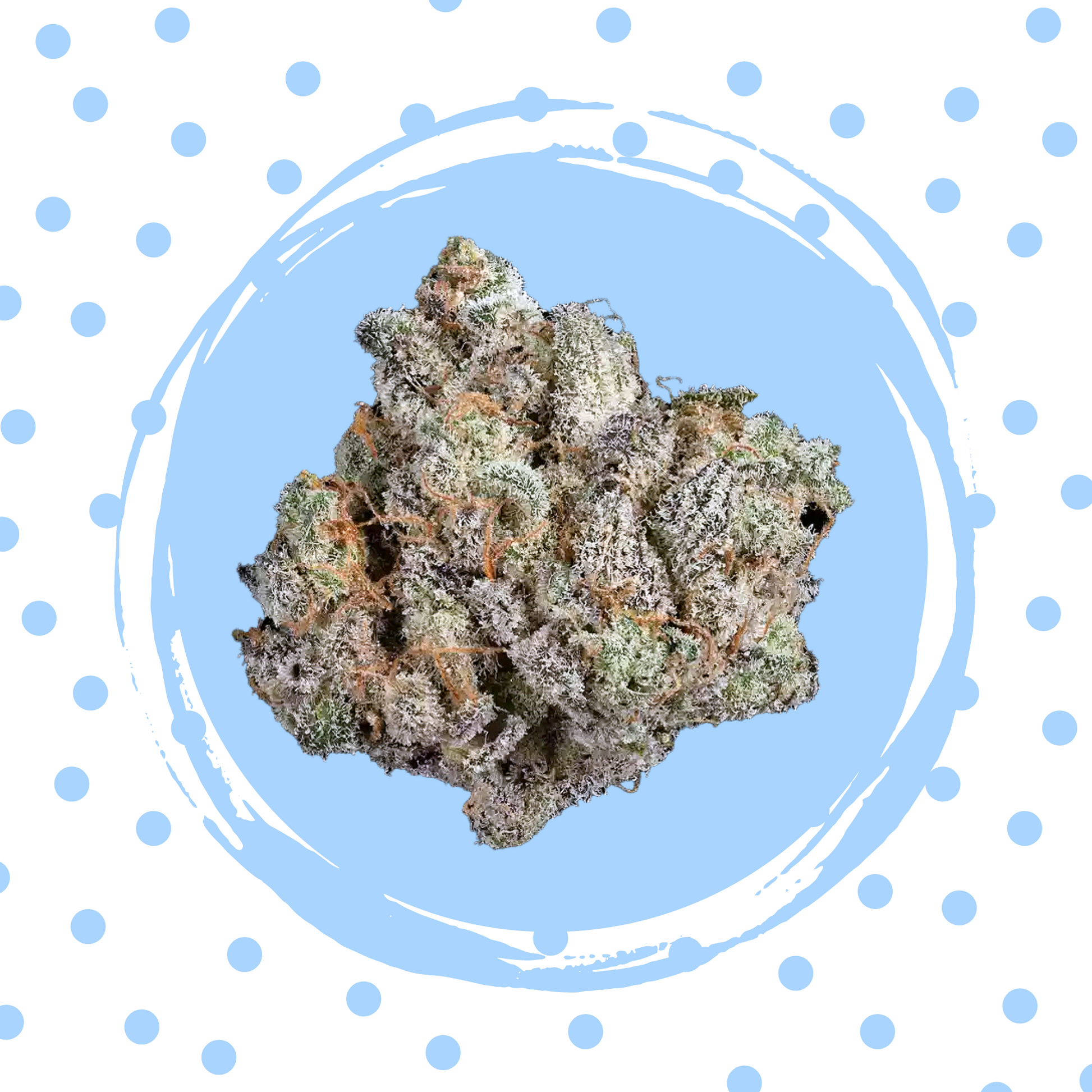 Blueberry Shortcake S1 Feminized Cannabis Seeds