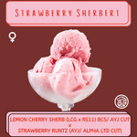 STRAWBERRY SHERBERT (FEM) 6-PACK