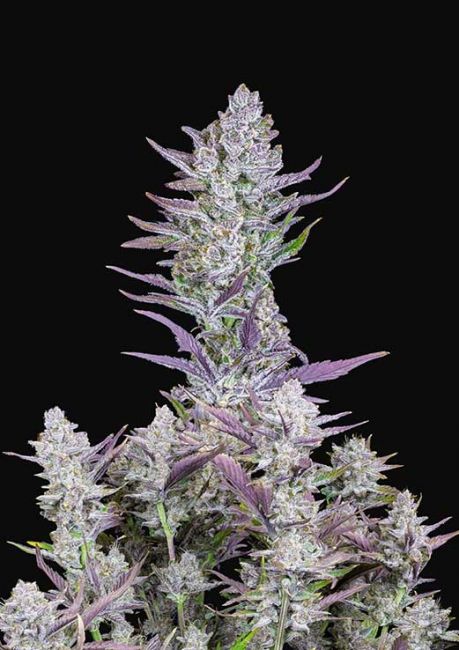 Wedding Glue Auto Fem Seeds USA