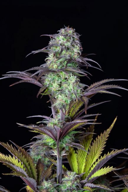 Original Blueberry Auto Fem Seeds USA