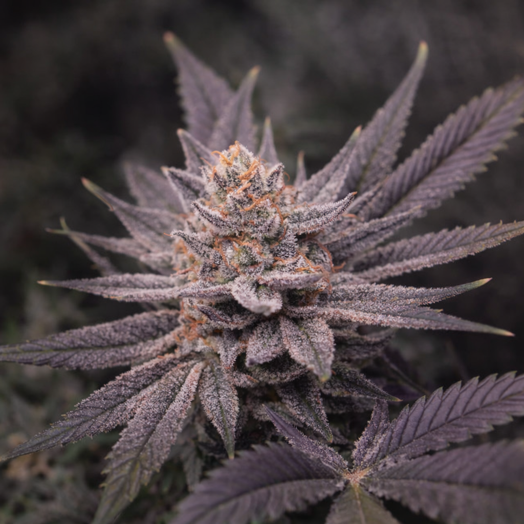 FROSTED FRUIT LOOPS (CEREAL MILK X PINK CERTZ) FEM