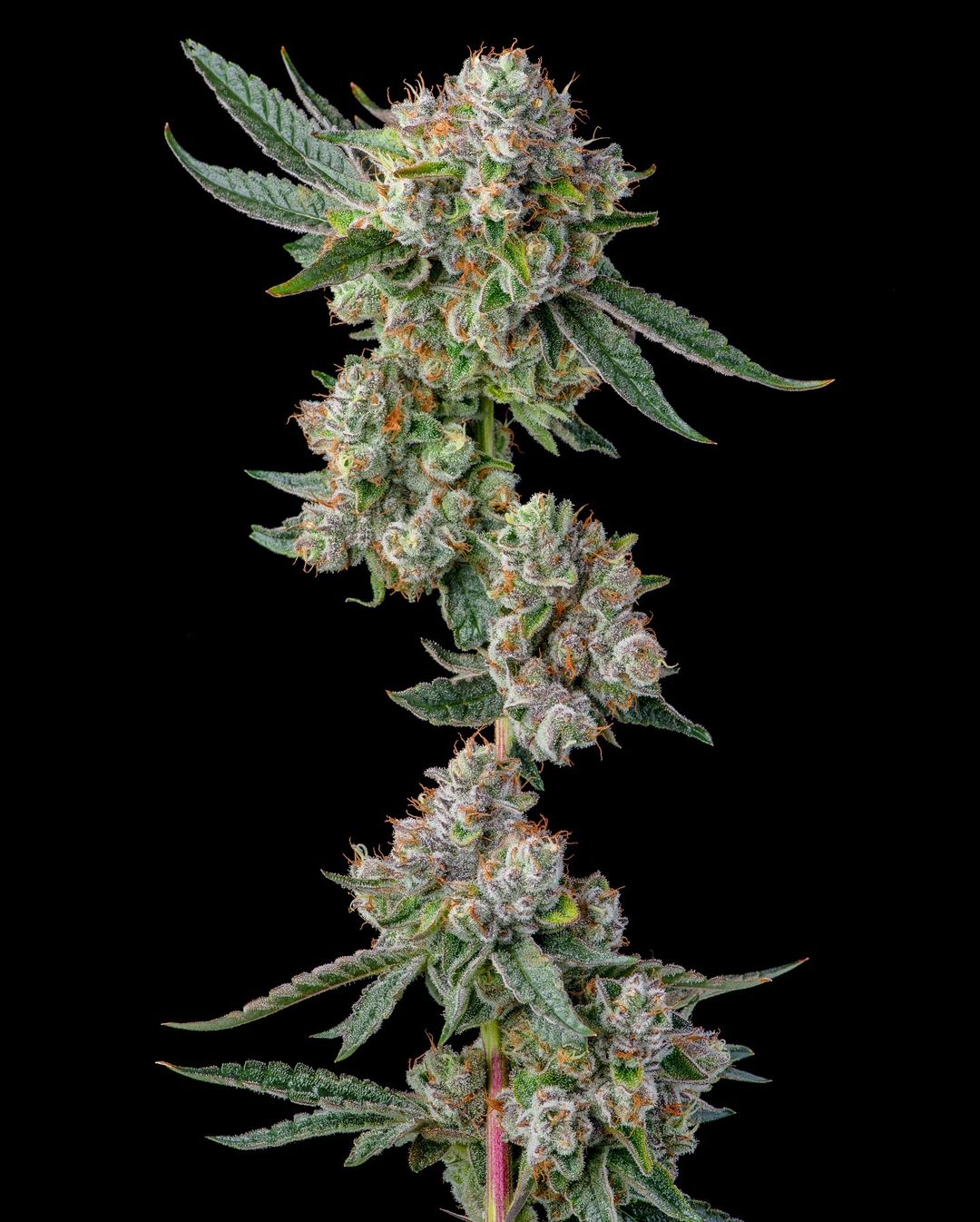 GLUE 31 STRAIN FEMINIZED CANNABIS SEEDS COMPOUND GENETICS