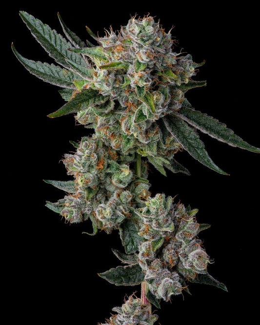 GLUE 31 STRAIN FEMINIZED CANNABIS SEEDS COMPOUND GENETICS