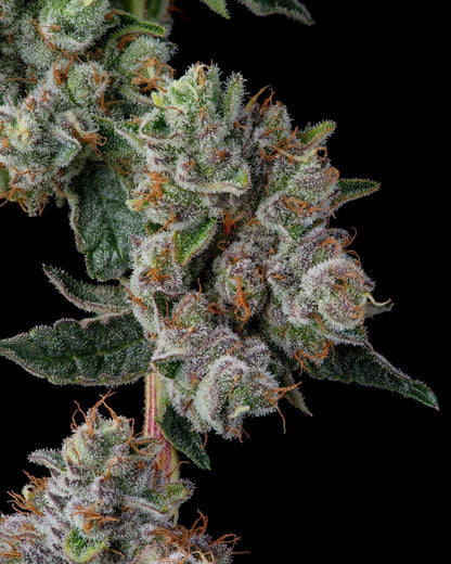 GLUE 31 STRAIN FEMINIZED CANNABIS SEEDS COMPOUND GENETICS