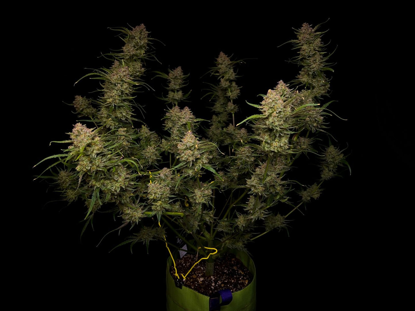 Guava Auto (Fem)