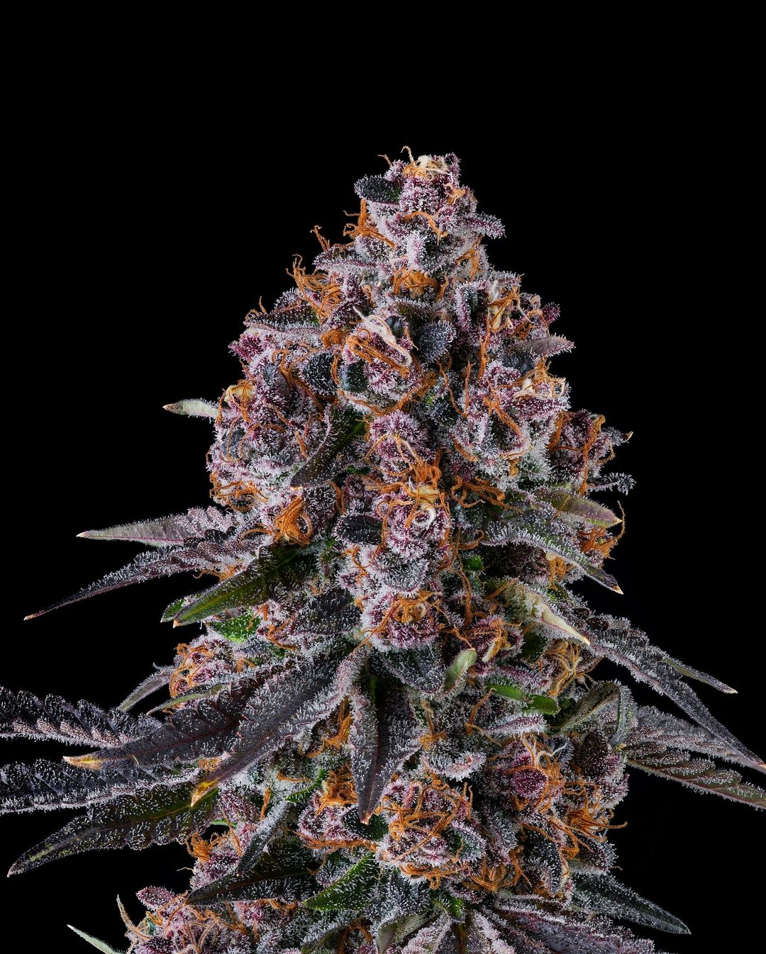 COMPOUND GENETICS NYC VAPOR STRAIN FEMINIZED CANNABIS SEEDS