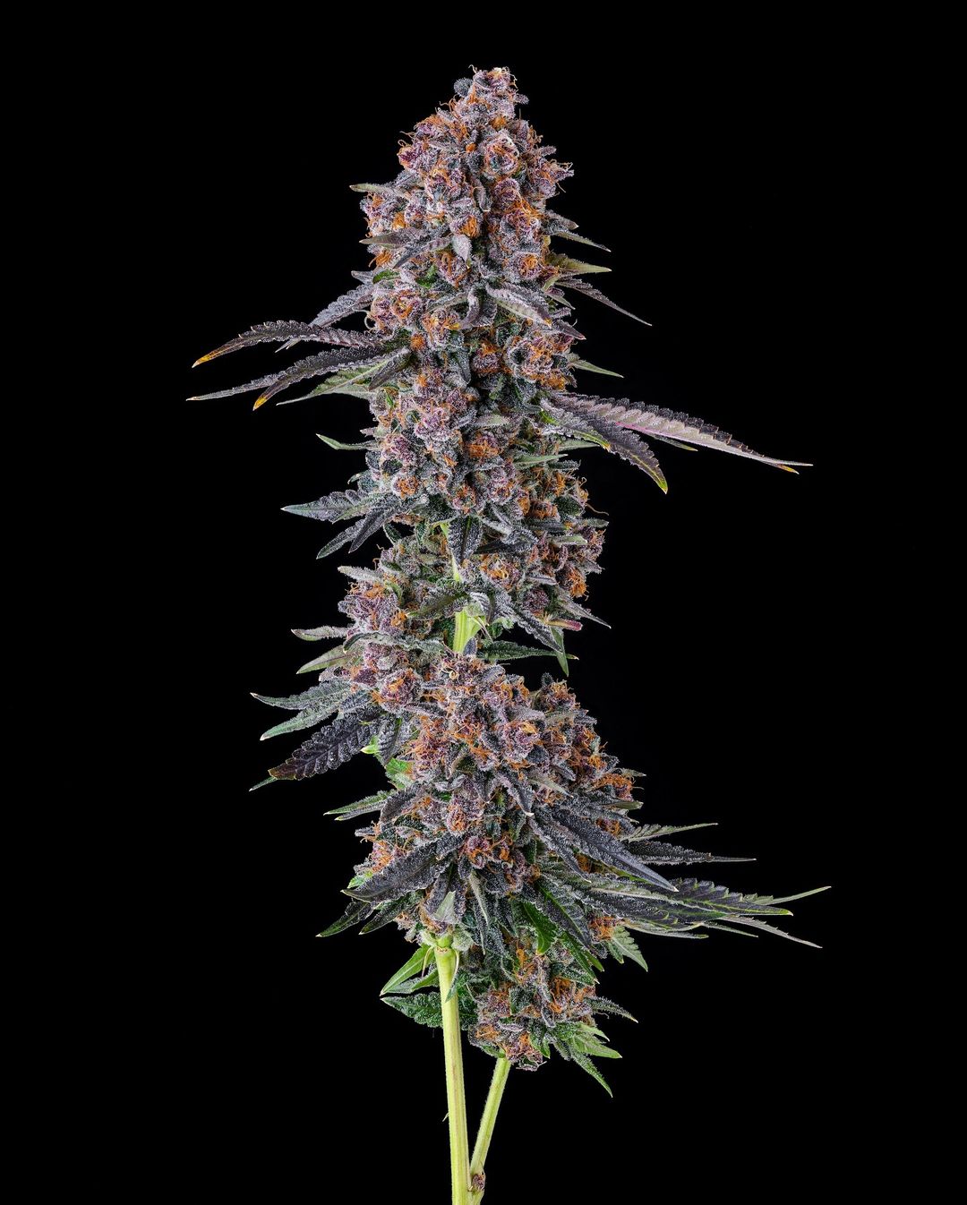 COMPOUND GENETICS NYC VAPOR STRAIN FEMINIZED CANNABIS SEEDS