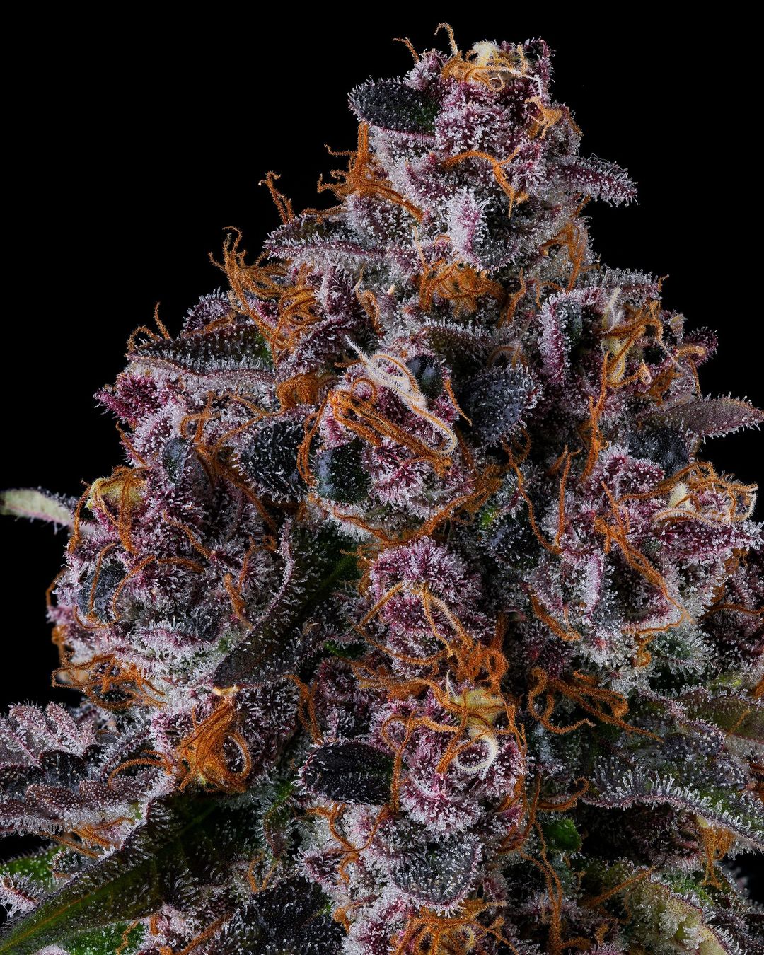 COMPOUND GENETICS NYC VAPOR STRAIN FEMINIZED CANNABIS SEEDS