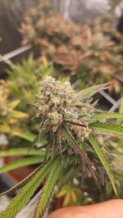 PURPZ (PURPLE KUSH X PINK CERTZ) FEM