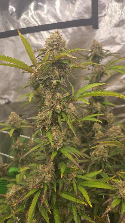 PURPZ (PURPLE KUSH X PINK CERTZ) FEM