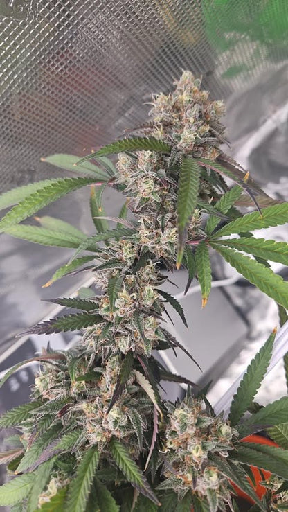 PURPZ (PURPLE KUSH X PINK CERTZ) FEM