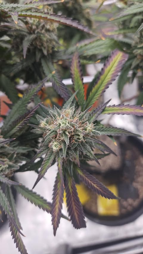 PURPZ (PURPLE KUSH X PINK CERTZ) FEM