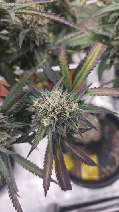 PURPZ (PURPLE KUSH X PINK CERTZ) FEM
