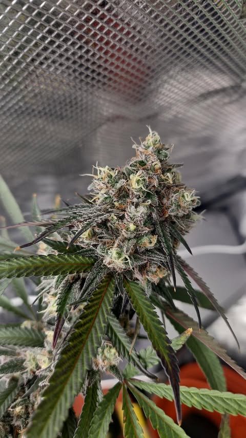 PURPZ (PURPLE KUSH X PINK CERTZ) FEM