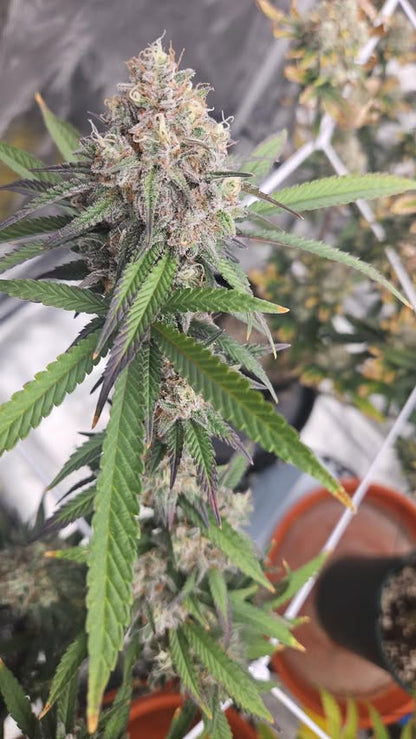 PURPZ (PURPLE KUSH X PINK CERTZ) FEM