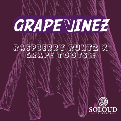 GRAPE VINEZ  Raspberry Runtz (Trueberry Gelato x White Runtz) x Grape Tootsie (Project 4516 x Grape Gas). FEMINIZED CANNABIS SEEDS