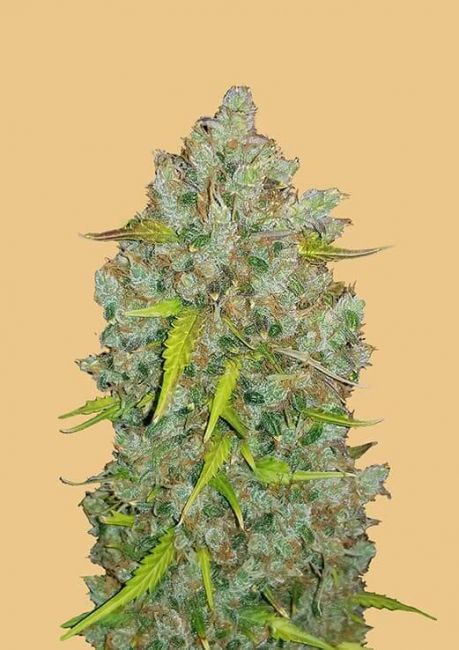 Original BubbleGum Auto Fem Seeds USA