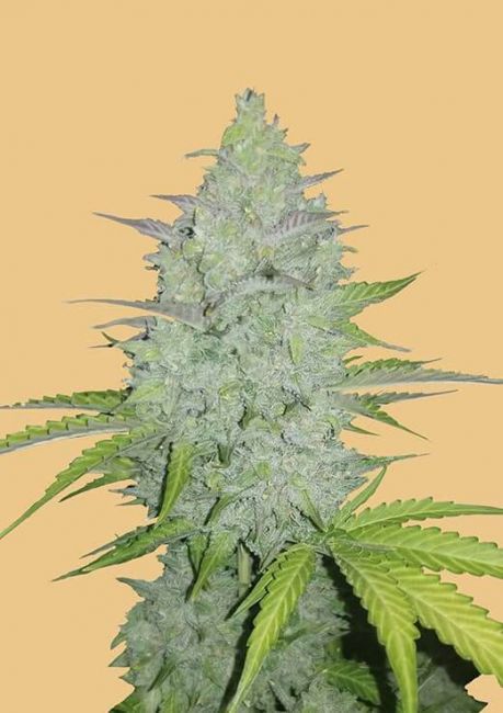 Original Cheese Auto Fem Seeds USA