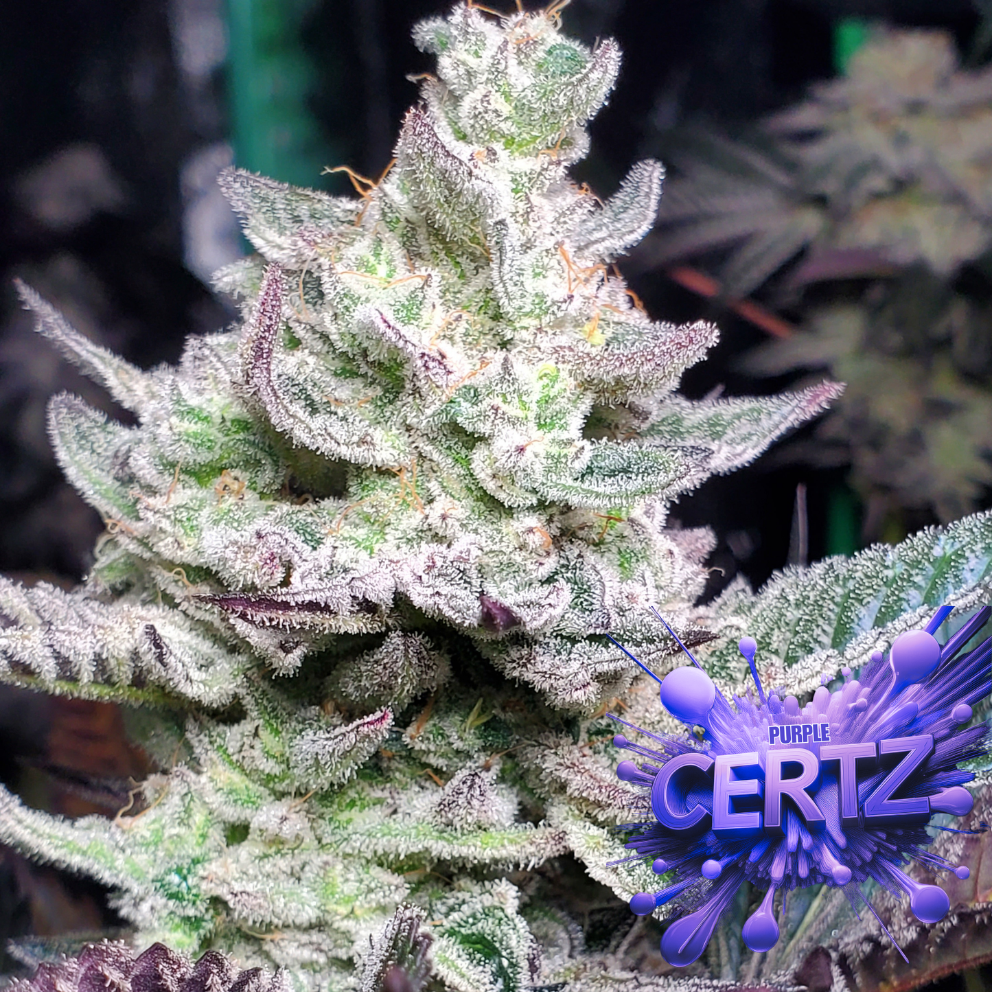 PURPLE CERTZ (FEM)