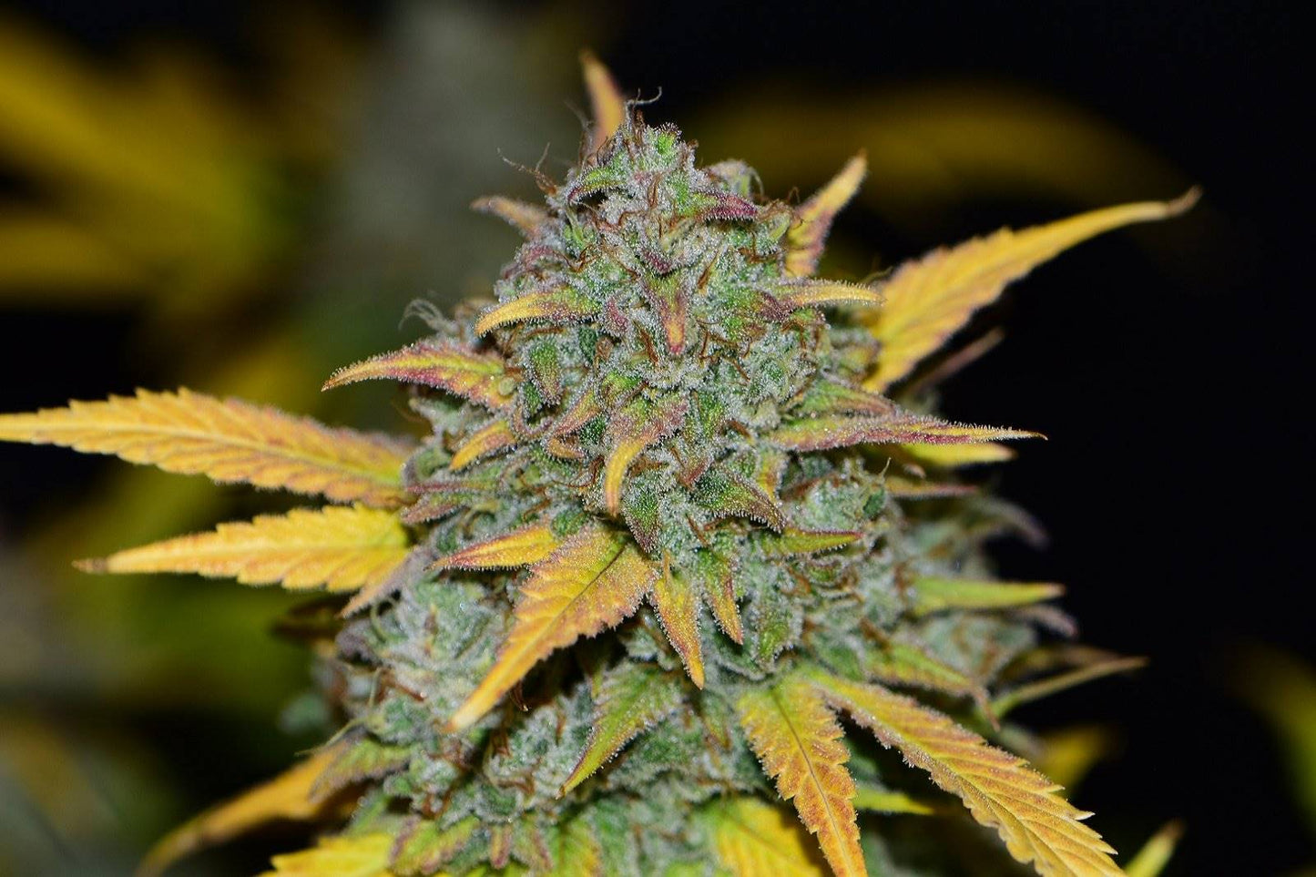 Gelato Auto 42 Fast Buds Feminized Cannabis Seeds Feminised