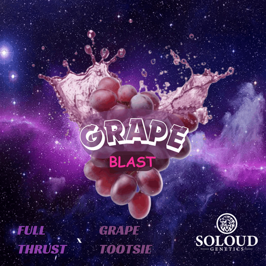 GRAPE BLAST Lineage: Full Thrust (White Runtz x Space Runtz) x Grape Tootsie (Project 4516 x Grape Gas). FEMINIZED CANNABIS SEEDS