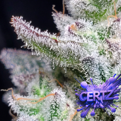PURPLE CERTZ (FEM)